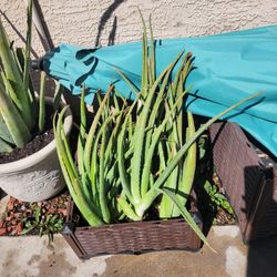 Freshly Harvested Organic Aloe Vera Plant. Potted and unpotted