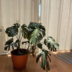 Monstera Plant - Big - 3 ft