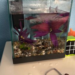 1.5 Gallon Fish Tank