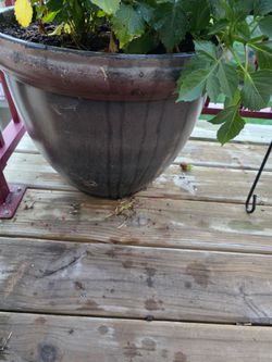 Plants and/or Plant Pots