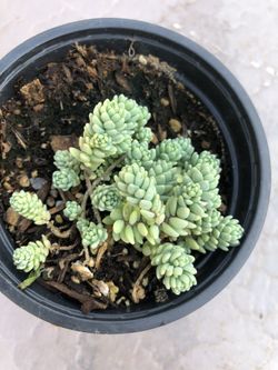 Beautiful succulent plant! Rare!