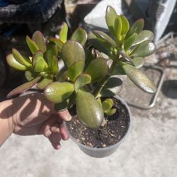 Jade Succulent Plant 