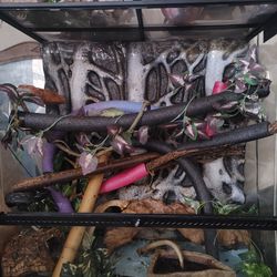 7 Whites frogs with huge terrarium
