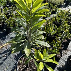 Mamey Sapote Grafted 15 Gal