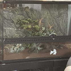 Piebald ball python enclosure