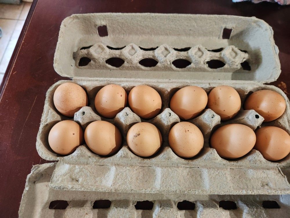 Chicken Eggs
