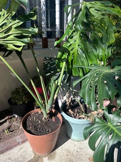 Plants for sale