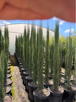 Italian cypress 15 gal 6-7 feet tall when planted