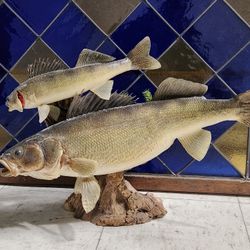 Walleye Mount