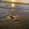 Brandon Farfan
