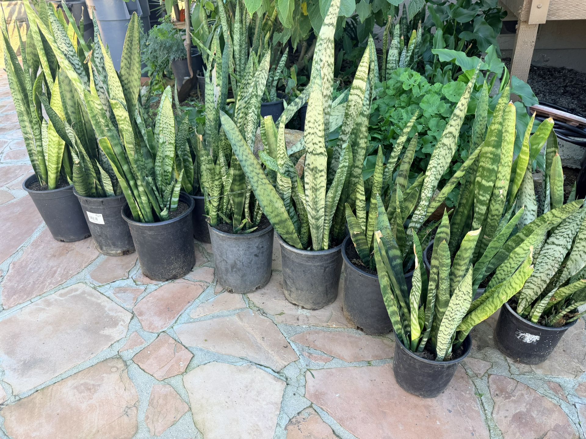 Snake Plants $20 Each Lots For Sale Outdoor Plants