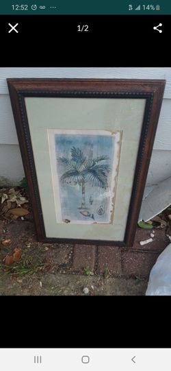 Palm Tree $15.00 cash only (serious buyers)