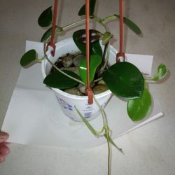 Australis Hoya In Hanging Pot $25 -Ship $7 Or Deltona, FL Pickup