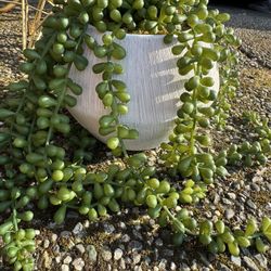 Fake Plant