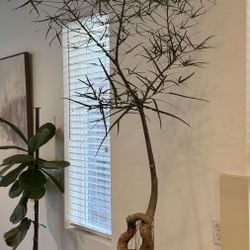 Bottle Tree