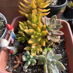 Succulents