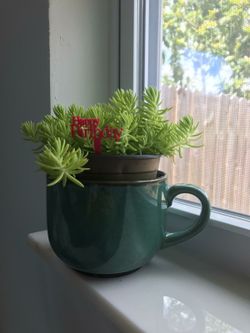 Succulant Plant Flower in a Coffee Cup Pot