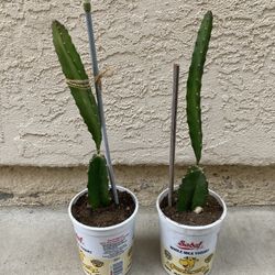 Red Magenta Purple Fully Rooted Potted Dragon Fruit Plants, Organically Grown