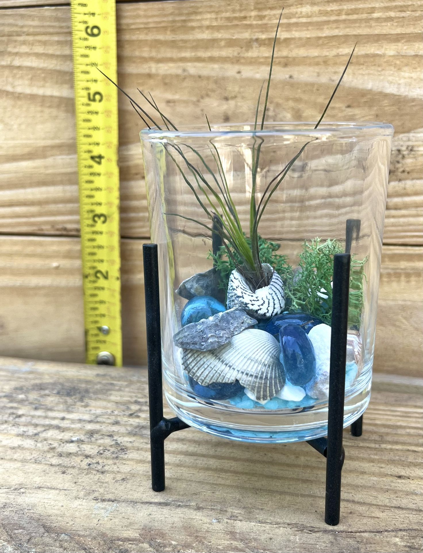 Air Plant In Scenic Glass Jar