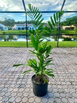 Ptychosperma Schefferi (Scheffer's Palm) 7g