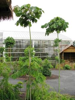 Chinese Parasol Trees