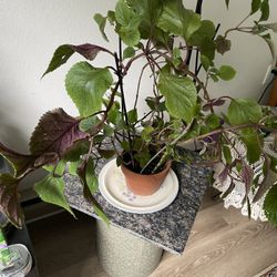 Swedish Ivy With Red Orchid Cactus