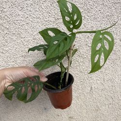Beautiful Monstera Adonsonii Plant 