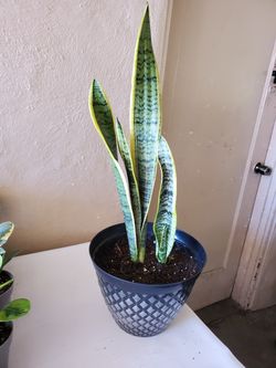 Snake plant