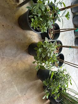 Gardanias bushes 15$ each