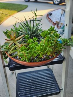 Arrangement of succulents.