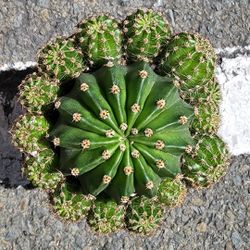 SUNDAY SUCCULENT AND CACTI SALE IN SAN LORENZO FROM 1PM TO 530PM