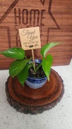 Pothos