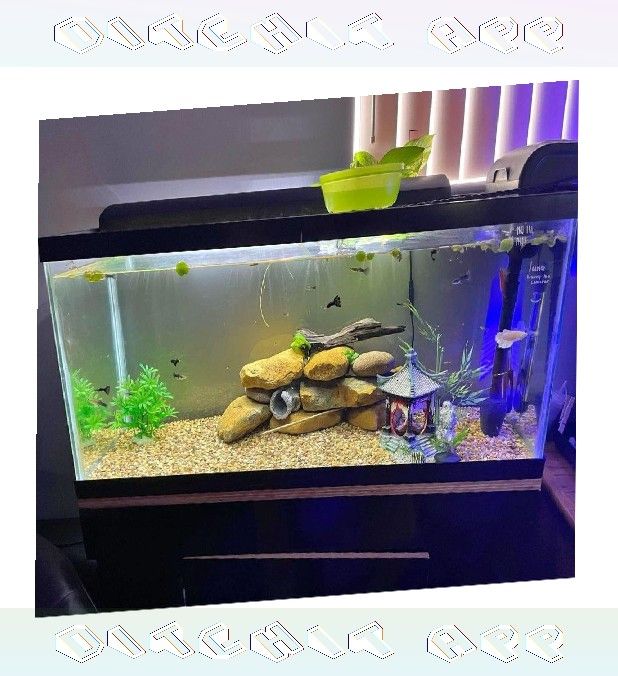 morning shoulder Ready Aquarium Setup - Explore Amazing Water Life