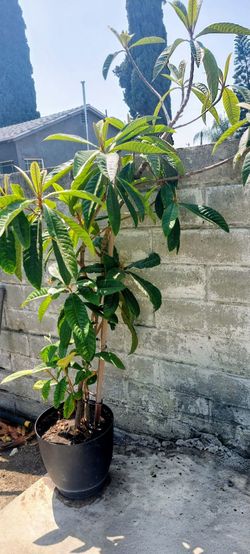 Loquat Tree