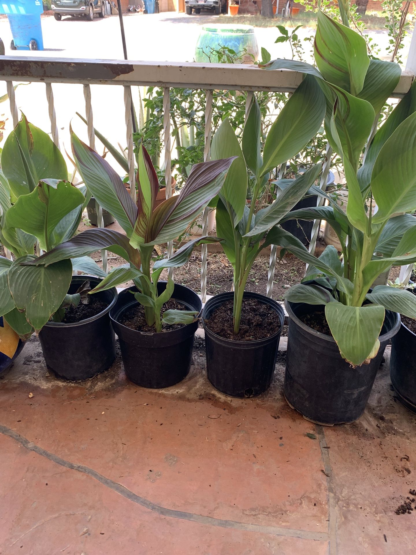 Huge Blowout Sale Clearance On All Plants