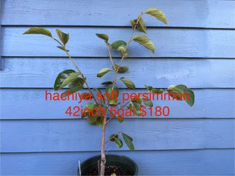 hachiya soft persimmon tree