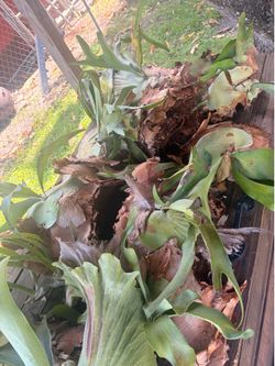 Staghorn fern