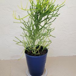Pencilstick Plant In Blue Pot 
