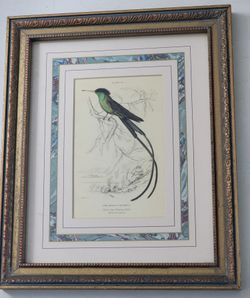 BLACK CAPPED HUMMINGBIRD(TROCHILUS POLYTMUS)