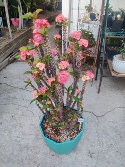 Crown of Thorns "Peppermint Candy"