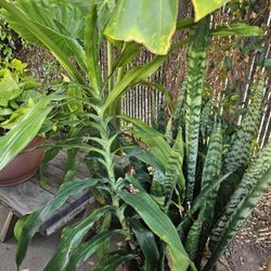 Dracaena Lisa 3.5 Ft Tall
