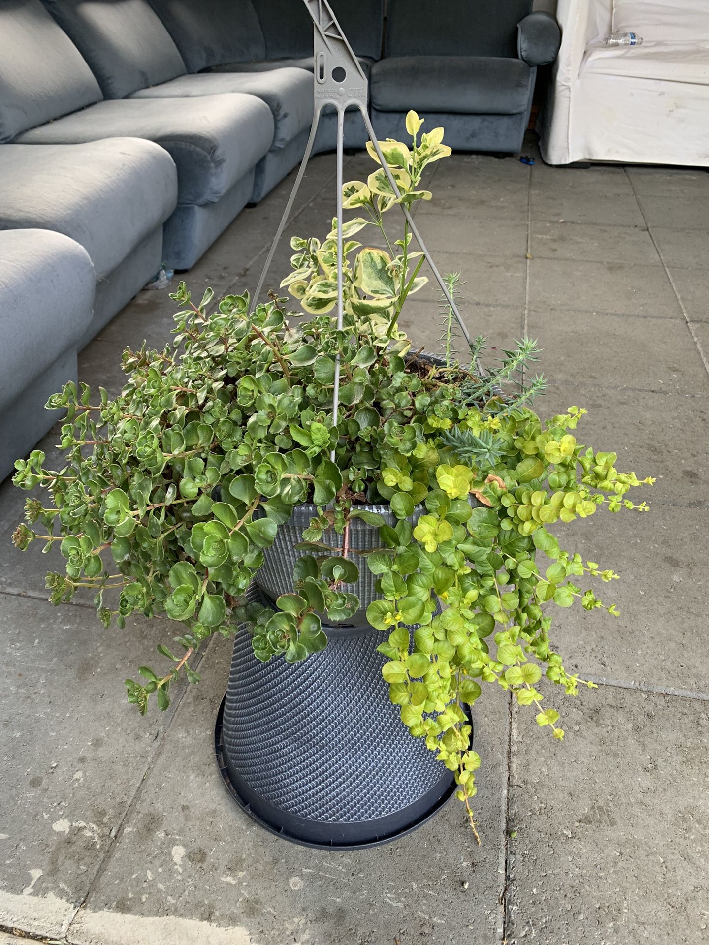 Outdoor Plant