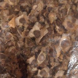 Moringa Seeds