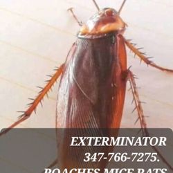 Exterminator 