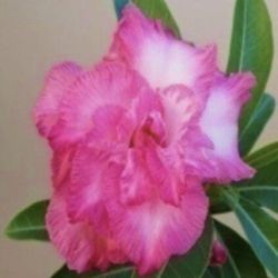 6” desert rose first pic for reference