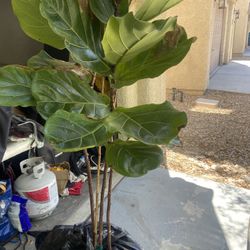 2 Fig Trees 5’ Tall Each