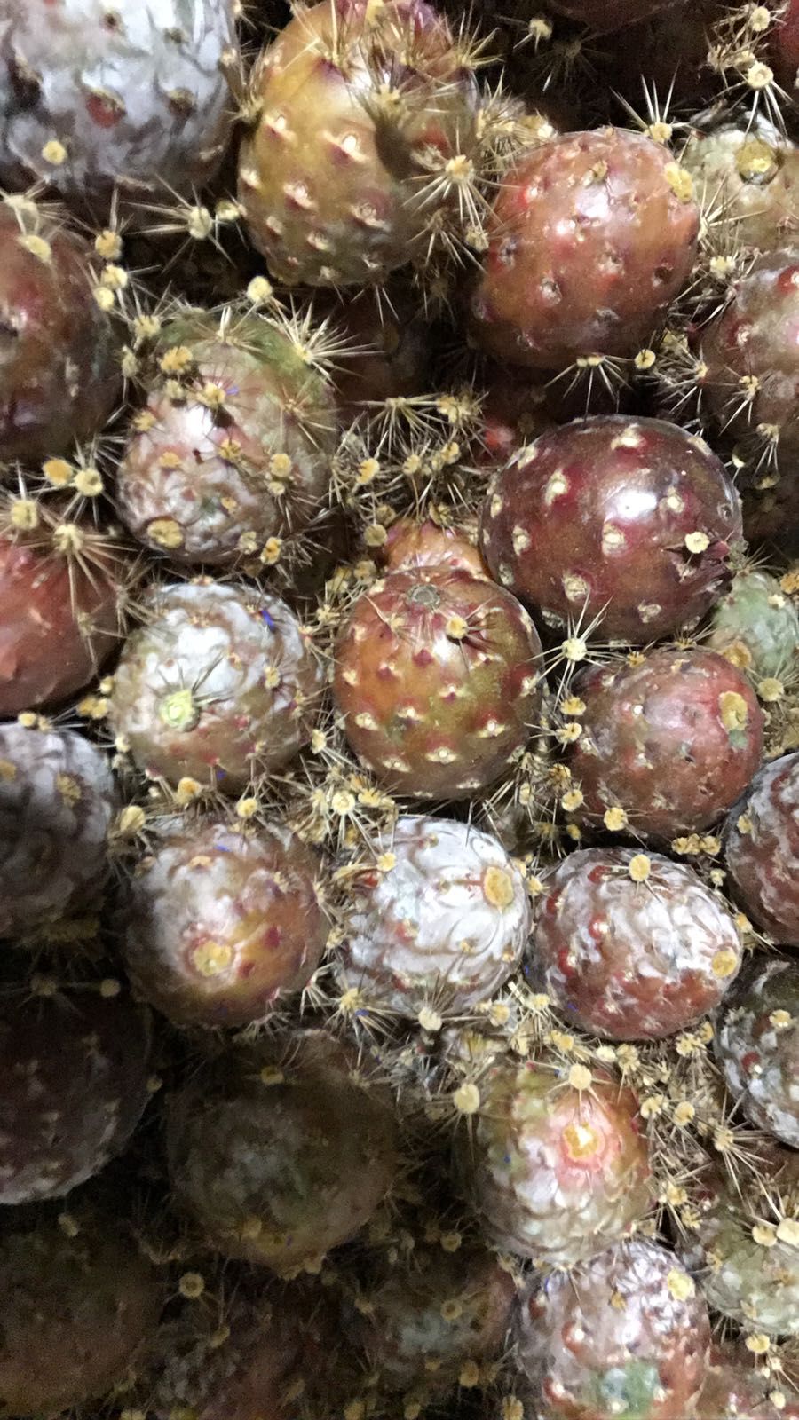 pitayas mexicanas