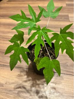 Planta de Papalla miradol