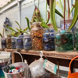 Carnivorous 
American pitcher plant babies. Some in dirt and some bare root.