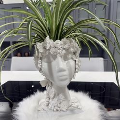 Maceta Elegante Para Interiores 